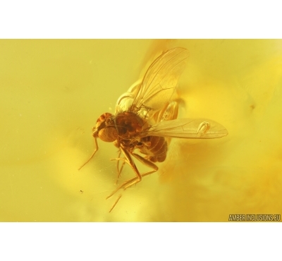 Nice Long-legged fly Dolichopodidae. Fossil Inclusion Baltic amber #15284