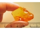 Very Nice Unknown Inclusion. Baltic amber stone #11640
