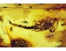 Extremely Rare Scorpion in Ukrainian Rovno amber stone #0073R