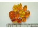 Set of 10 Baltic amber stones with inclusions #20-001