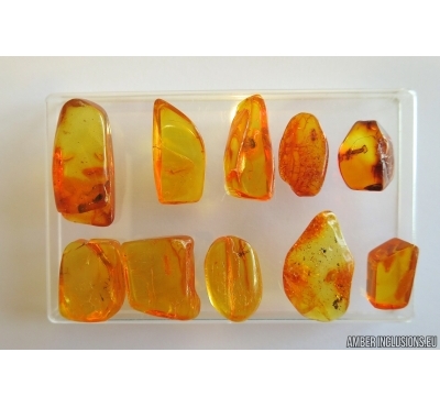 Set of 10 Baltic amber stones with inclusions #20-004