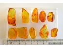 Set of 10 Baltic amber stones with inclusions #20-004