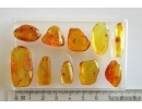 Set of 10 Baltic amber stones with inclusions #20-005