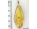 Genuine Baltic amber golden pendant with fossil insect- Gnat #g160_0008