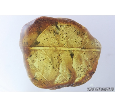 Very nice, Big 30mm! Leaf Print. Fossil inclusion in Baltic amber #8306