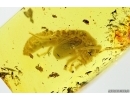 PLANIPENNIA Neuroptera Lacewing Pupae In BALTIC AMBER #2273
