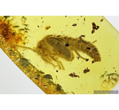 PLANIPENNIA Neuroptera Lacewing Pupae In BALTIC AMBER #2273