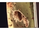 PLANIPENNIA Neuroptera Lacewing Pupae In BALTIC AMBER #2273