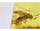 OSMYLIDAE Neuroptera Osmylid Lacewing Extremely Rare In BALTIC AMBER #2311