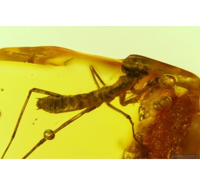 MANTODEA, Praying Mantis In BALTIC AMBER #4003