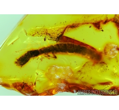 BIG Snakefly Larvae RAPHIDIOPTERA In BALTIC AMBER #4010