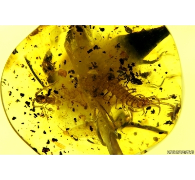 Big 18mm! Centipede Lithobiidae, Ant and Leaf 12mm! Fossil inclusions in BALTIC AMBER #4038