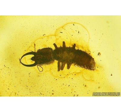 PLANIPENNIA, LACEWING RARE LARVA Psychopsidae NEUROPTERA In BALTIC AMBER #4044