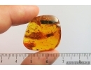 Weevil Beetle Curculionidae and Big Leaf 14mm. Fossil inclusions In BALTIC AMBER #4077