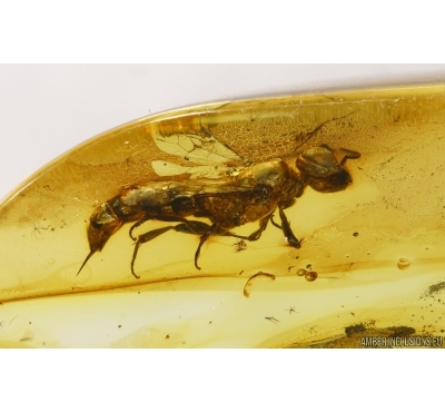 Hymenoptera, Wasp. fossil inclusion in BALTIC AMBER #4102