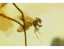 Psocid Psocoptera and Plant in Baltic Amber#4113