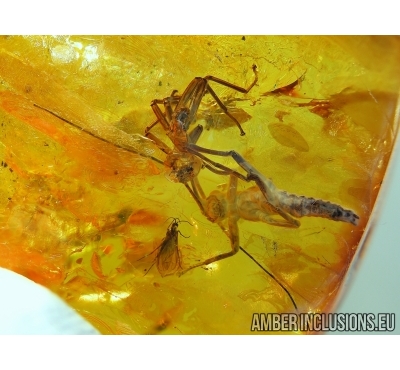 Extremely rare PHASMATODEA, Walking Stick got out from Exuvia in BALTIC AMBER #4165