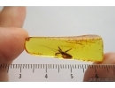 RARE ASSASSIN BUG HETEROPTERA REDUVIIDAE Emesinae in BALTIC AMBER #4171