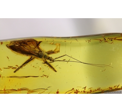 RARE ASSASSIN BUG HETEROPTERA REDUVIIDAE Emesinae in BALTIC AMBER #4171