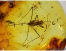 HETEROPTERA: GERRIDAE & 4 aquatic Neuroptera larvaes in BALTIC AMBER #4172