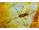 HETEROPTERA: GERRIDAE & 4 aquatic Neuroptera larvaes in BALTIC AMBER #4172