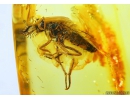 Extremely rare Xylophagidae fly in Baltic Amber  #4180
