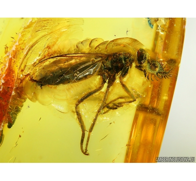 Extremely rare Awl-fly Xylophagidae in Baltic Amber  #4180