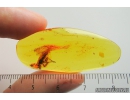 Extremely rare Xylophagidae fly in Baltic Amber  #4180