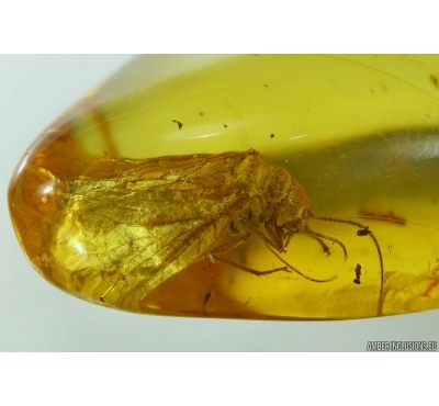 ALDERFLIES. MEGALOPTERA, SIALIDAE in BALTIC AMBER #4189