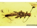 Extremely RARE rolled-winged Stonefly Nymph Plecoptera in Baltic amber #4190