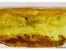 SUPERB  25mm FERN, PTERIDOPHYTA in BALTIC AMBER #4216