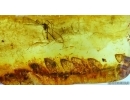 SUPERB  25mm FERN, PTERIDOPHYTA in BALTIC AMBER #4216