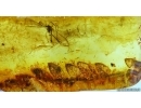 SUPERB  25mm FERN, PTERIDOPHYTA in BALTIC AMBER #4216