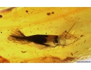 ADULT CRICKET with WINGS, ORTHOPTERA in BALTIC AMBER #4219
