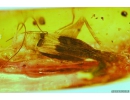 ADULT CRICKET with WINGS, ORTHOPTERA in BALTIC AMBER #4219