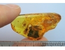 Nice Rare SNAIL SHELL GASTROPODA in BALTIC AMBER #4223