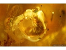 Nice Rare SNAIL SHELL GASTROPODA in BALTIC AMBER #4223