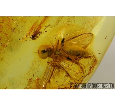 Syrphidae fly in Baltic amber  #4231