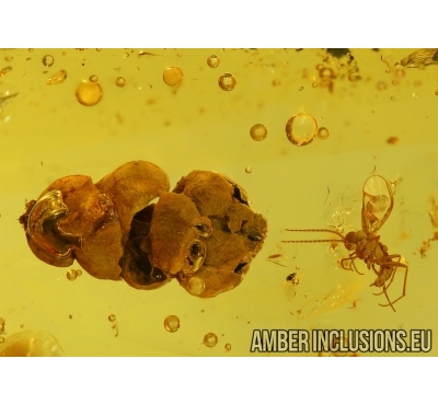 Thuja with Cone in Baltic amber #4236