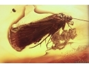 CADDISFLY, TRICHOPTERA wiht EGGS! in BALTIC AMBER #4249