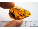 Many Flies in Baltic Amber stone #4272