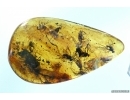 Many Flies in Baltic Amber stone #4272