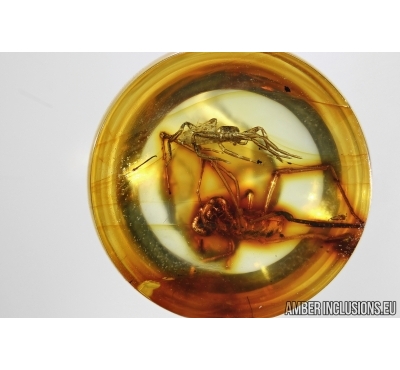 Rare HARVESTMAN Opiliones and SPIDER Araneae In BALTIC AMBER #4280