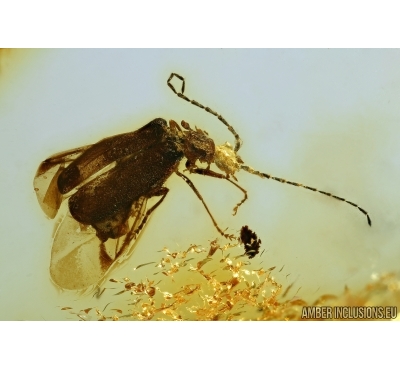      Rare Predacious Soldier Beetle CANTHARIDAE: SILINAE: Markus karenae gen. et sp. nov! Fossil insect In BALTIC AMBER.  #4291