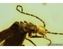      Rare Predacious Soldier Beetle CANTHARIDAE: SILINAE: Markus karenae gen. et sp. nov! Fossil insect In BALTIC AMBER.  #4291