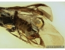      Rare Predacious Soldier Beetle CANTHARIDAE: SILINAE: Markus karenae gen. et sp. nov! Fossil insect In BALTIC AMBER.  #4291