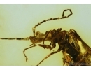      Rare Predacious Soldier Beetle CANTHARIDAE: SILINAE: Markus karenae gen. et sp. nov! Fossil insect In BALTIC AMBER.  #4291