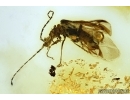      Rare Predacious Soldier Beetle CANTHARIDAE: SILINAE: Markus karenae gen. et sp. nov! Fossil insect In BALTIC AMBER.  #4291