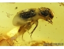 Rare 4 Scarab Beetles Scarabaeidae: Aphodiinae: Ataenius damzeni nov sp and Mite Acari in Baltic amber #4294