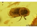 Rare 4 Scarab Beetles Scarabaeidae: Aphodiinae: Ataenius damzeni nov sp and Mite Acari in Baltic amber #4294